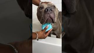 Dog Grooming Bath Routine ASMR