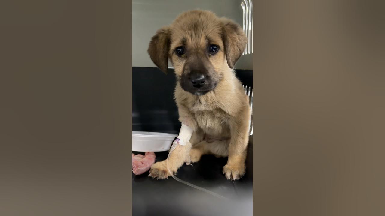 Is parvo the worst disease? parvo devnaz puppy puppyoftheday YouTube