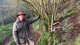 Coppicing Hazel, Why, When & How