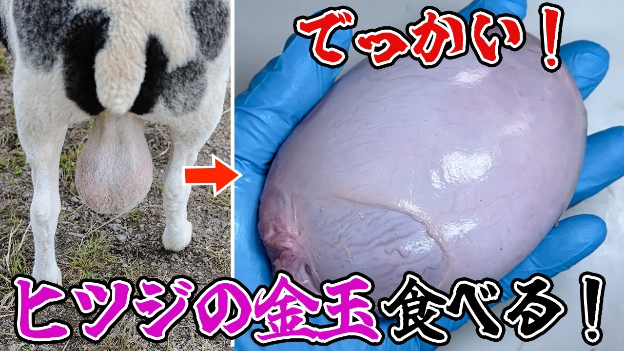 でっかい！ヒツジの金玉食べる！