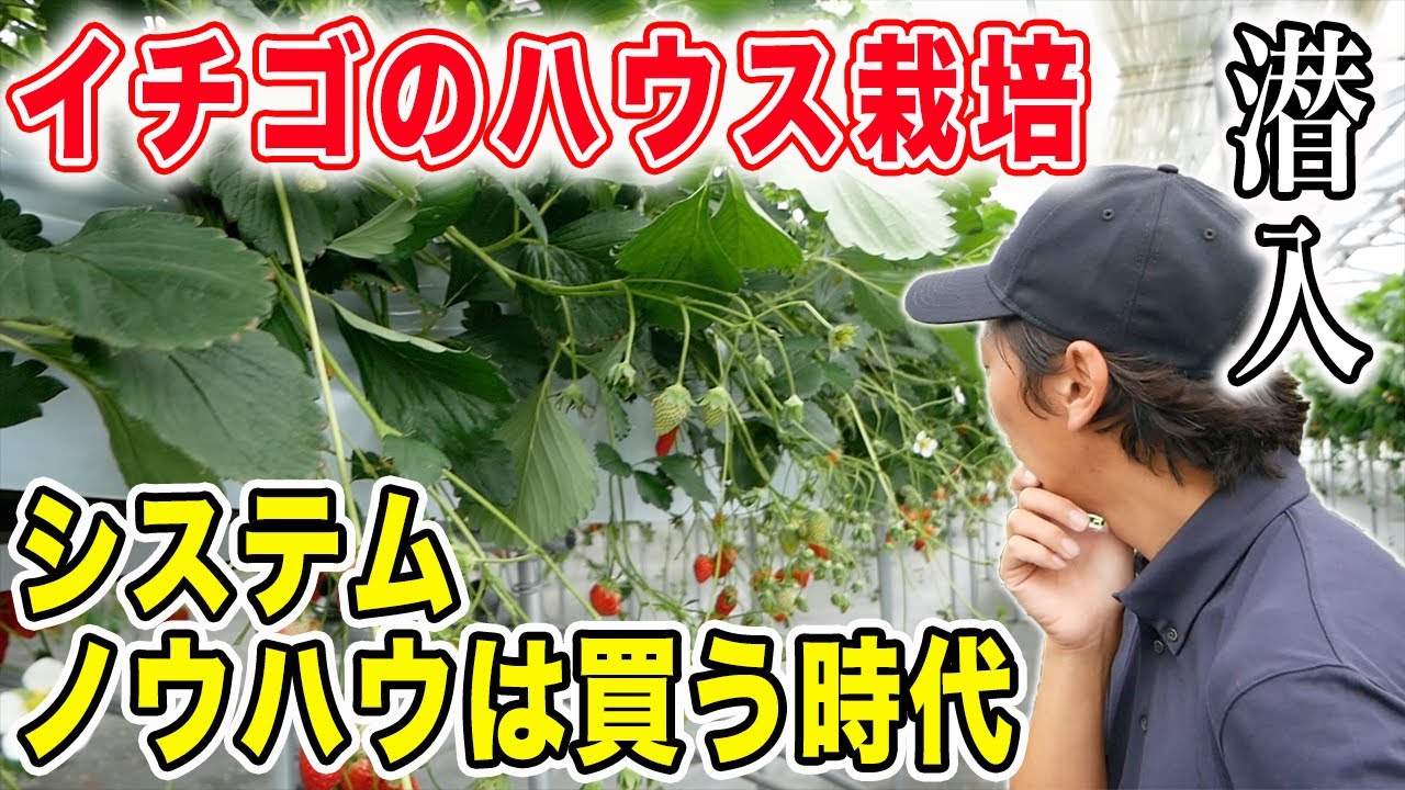 初心者でもイチゴのハウス栽培ができる時代が来ました　イチゴの栽培システムを聞いてみた