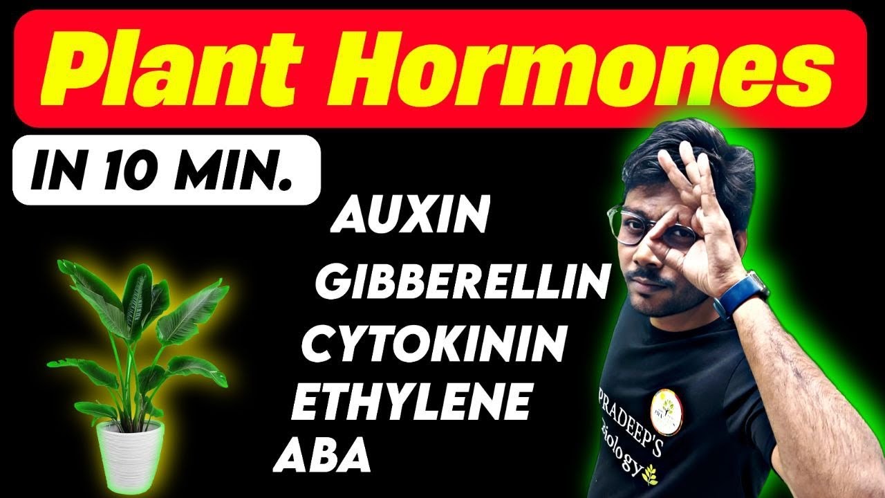 ALL PLANT HORMONES | AUXIN | GIBBERELINE | CYTOKININE | ETHYLENE | ABA | NEET | GROWTH REGULATORS