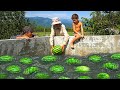 AZERBAIJAN Watermelon Farm - World's Most Tasty Watermelon Ice Cream