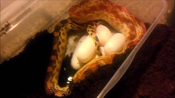 Cape Gopher Snake Clutch!!