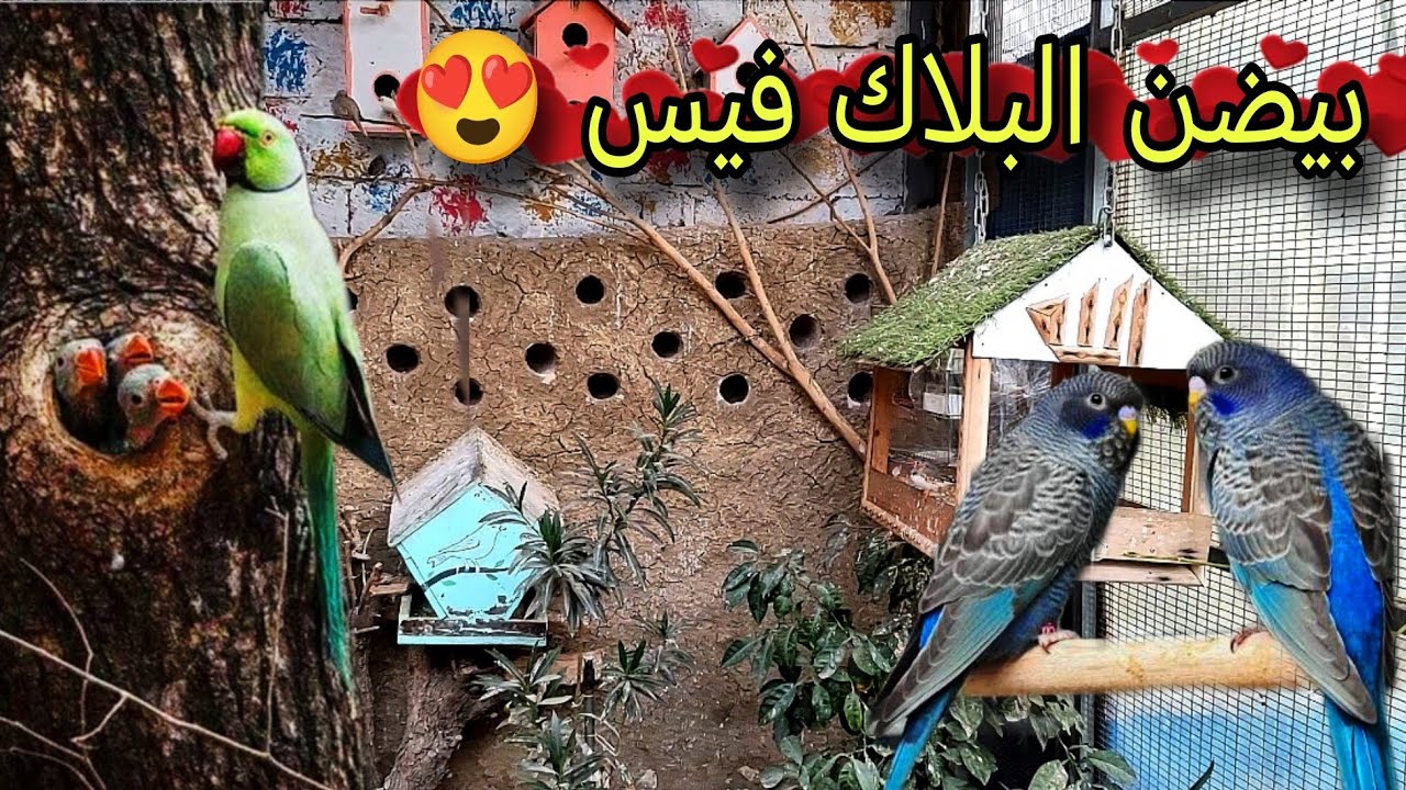 ادخل واستمتع صوتلكم المحمية وانتاج الطيور 🐦 #محمية #طيور 