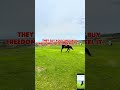 #THEY SAID: "MONEY IS NOT THE MAIN THING"... 😂 #horse#POV#equestrian #automobile #riding
