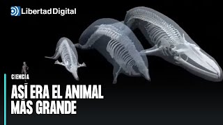 Así era el animal más grande de todos los tiempos encontrado en Perú