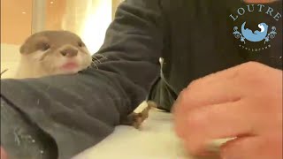 Otter's Little Hand!  #Shorts