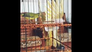 Pleci full nembak sogok ontong milik azis gozin II