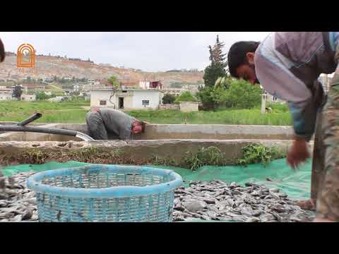 بوابة حماة معاناة مزارعي الأسماك في حماة بسبب انخفاض الأسعار