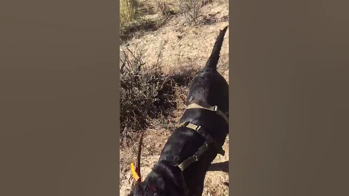 Ellie pheasant hunt 2016