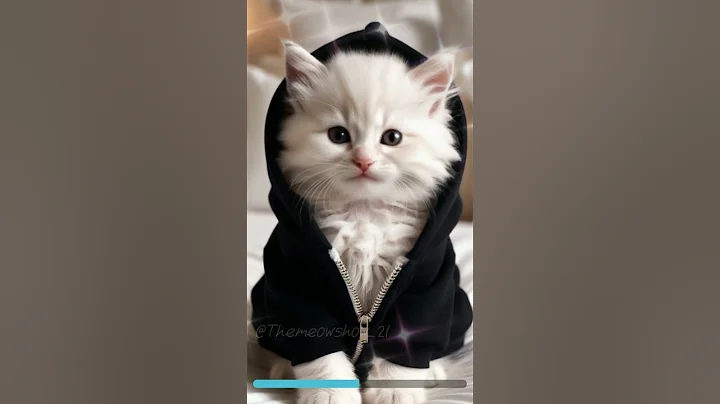 Watch the video about Meow show 🎤😽 || The meow show #meow #cat #cute #funny #shorts