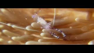 Karavay Vybiraev - Finding Nemo