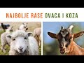 Koje Rase Ovaca i Koza su NAJBOLJE ZA UZGOJ?