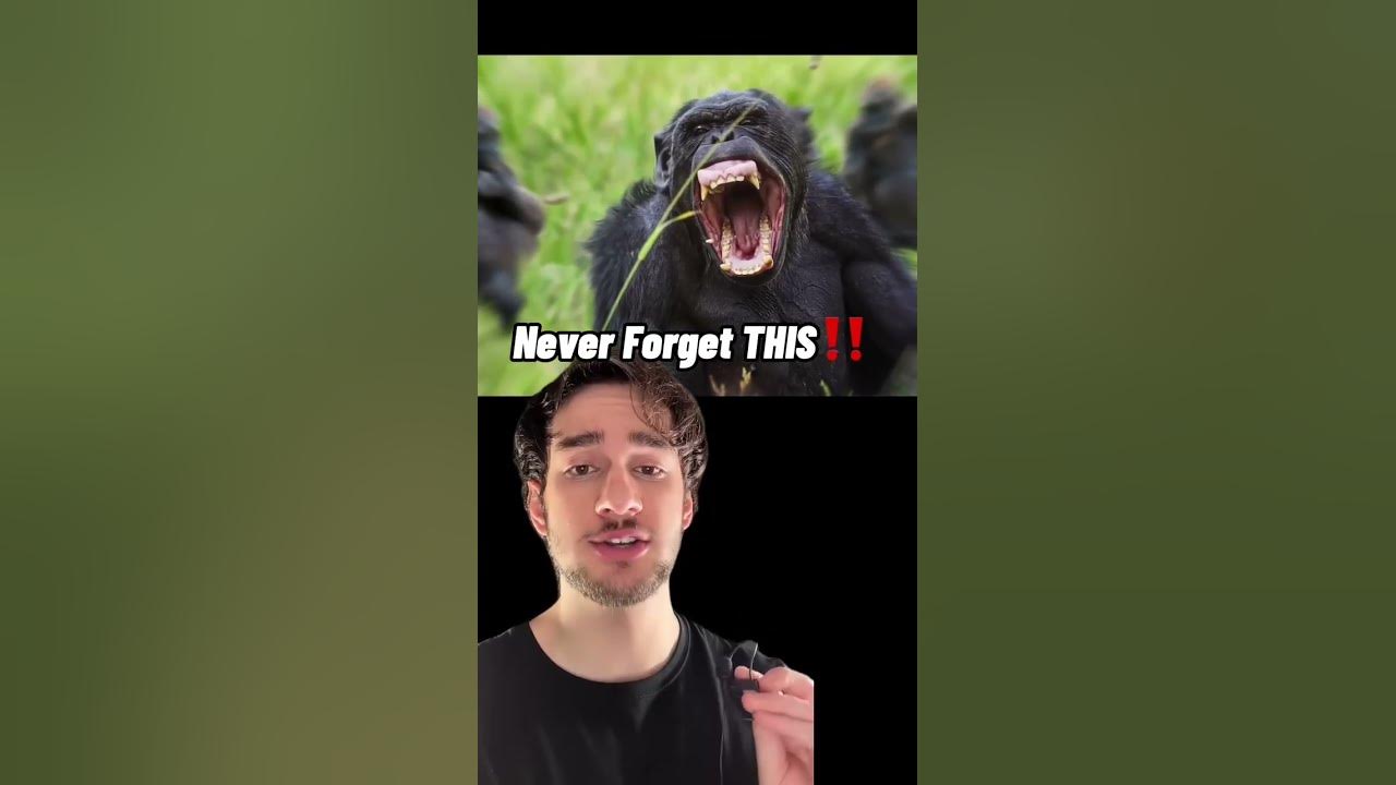 how to survive a chimpanzee attack! - YouTube