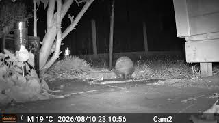 Hedgehogs 2026 08 10 2255 to 2026 08 11 0510