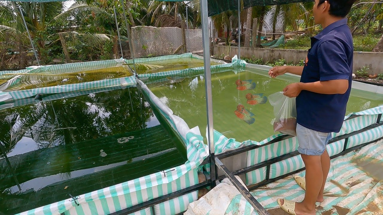 Mô hình nuôi cá la hán trong ao đem lại hiệu quả kinh tế cao