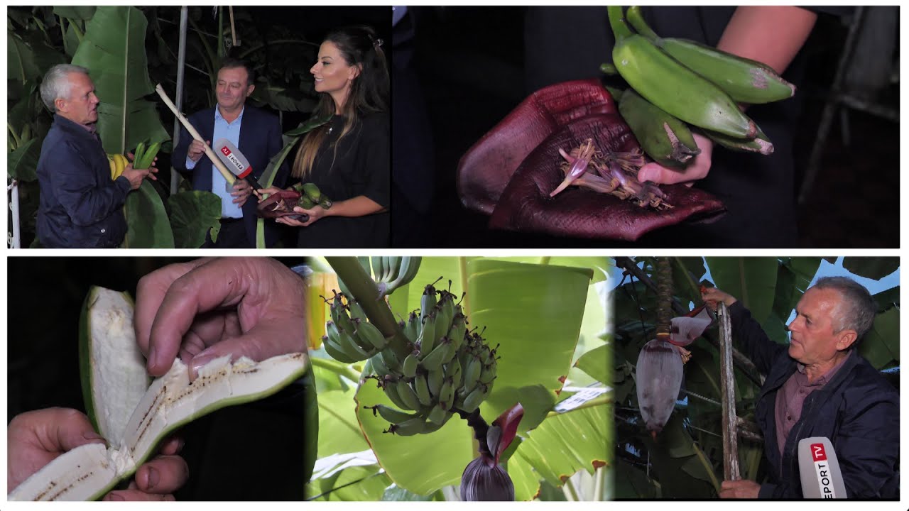 Një oborr në Lushnje plot me pemë të bananes, historia e veçantë e fermerit Përparim Agaçi