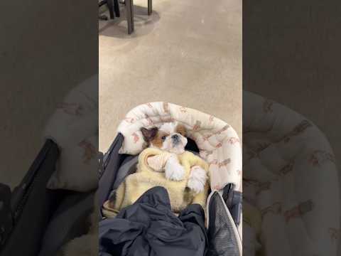 트리는먹는건가요#dogshorts #shihtzugram #시츄일상 #강아지브이로그 #강아지쇼츠 #시츄사랑