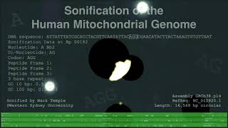 Sonification of the Human Mitochondrial Genome