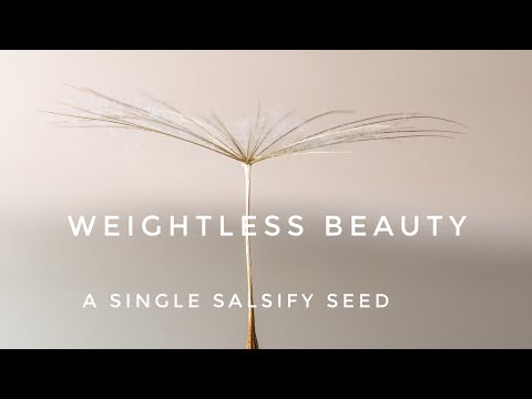 How I shot this Salsify seed reflection (£0 setup)