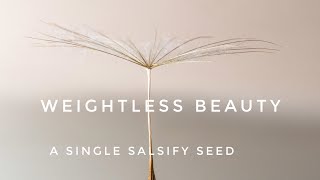 How I shot this Salsify seed reflection (£0 setup) screenshot 5