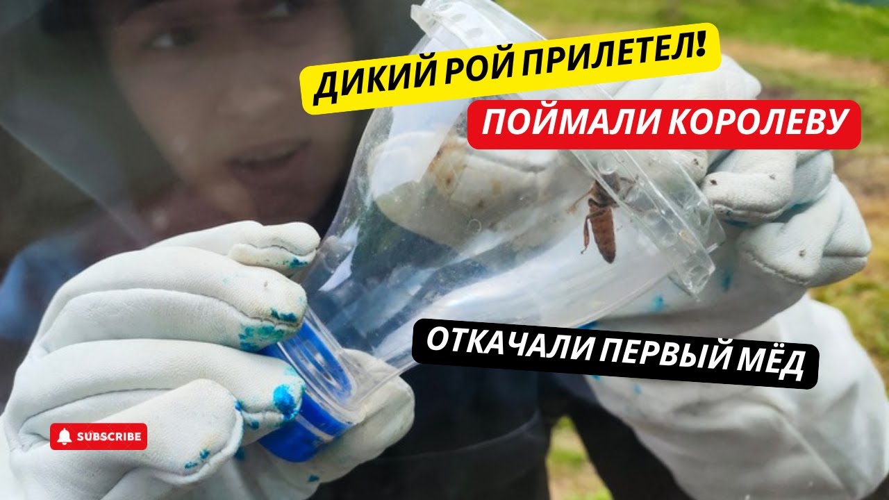 #31 ДИКИЙ РОЙ ПРИЛЕТЕЛ! Поймали королеву пчел и откачали первый мёд! ЖИЗНЬ в ГРУЗИНСКОЙ ДЕРЕВНЕ.