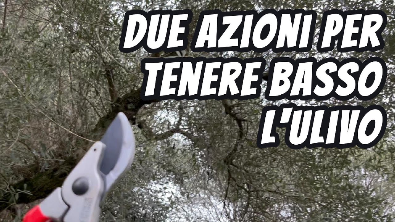 Potatura di base dell'olivo, la tendenza ad andare verso l'alto