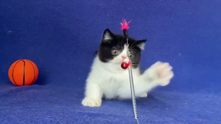 Video 4719581: exotic shorthair male kitten, white exotic shorthair kitten, exotic shorthair cattery, exotic shorthair black white