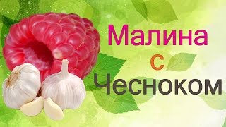 Малина с чесноком. Совмещенные посадки. Супер урожай.