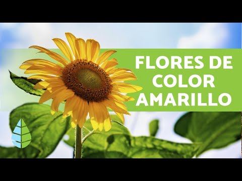 Video: Flores De Otoño (60 Fotos): Los Nombres De Hermosas Flores Para El Jardín. Amarillas Y Naranjas, Bulbosas Y Silvestres, Para El Balcón Y Otros