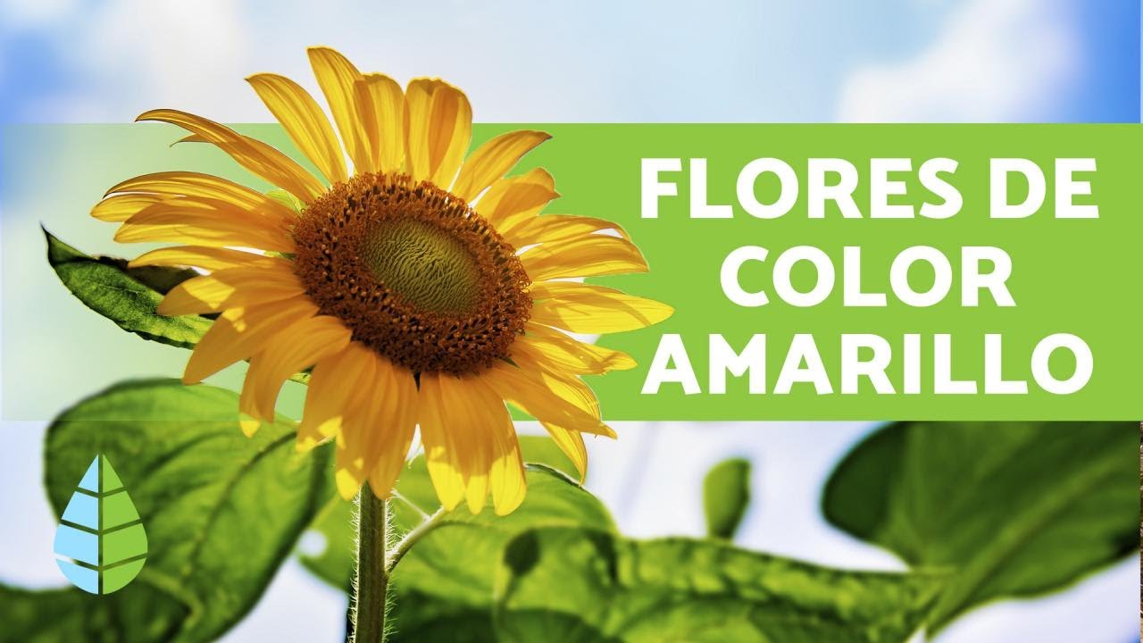 10 PLANTAS con FLORES AMARILLAS ? y sus Nombres - YouTube
