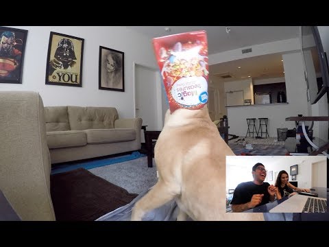 LEFT MY DOG HOME ALONE AND RECORDED WHAT HE DID!!!! (HILARIOUS)