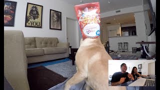 dog camera treat thrower