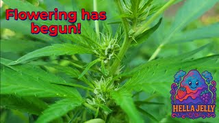 2025 Outdoor Cannabis Grow pt  6 She IS Flowering!