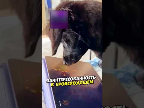 Он тоже хотел поиграть 🥰