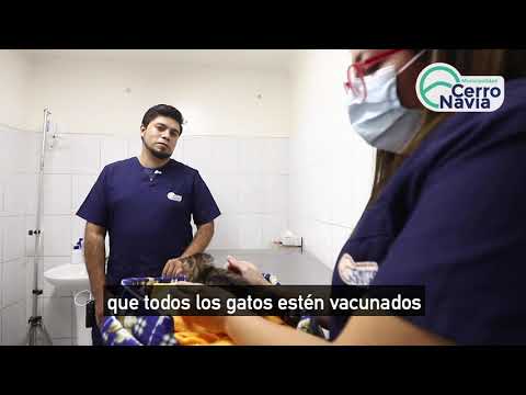 Wideo: Recomendaciones de Vacunas Felinas