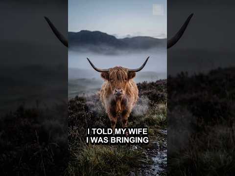 12 Highland Cow Mega Bundle CNC Relief STL video