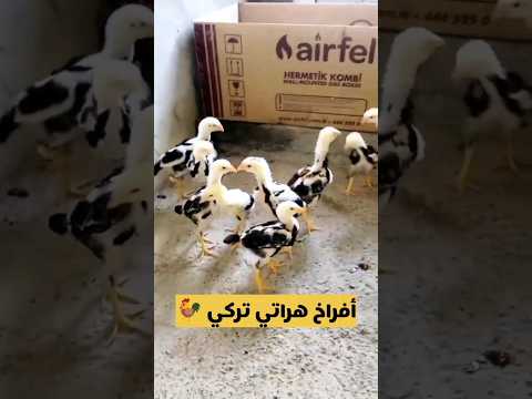 فيديو: الحاوية متساوي الحرارة وصفاتها المفيدة