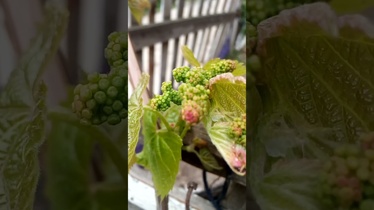 Интересные красивые бутоны соцветий винограда Interesting beautiful buds of grape inflorescences 有趣的