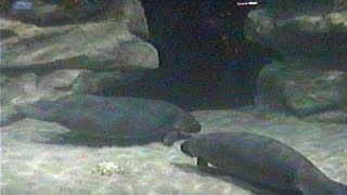 Epcot Manatees The Living Seas 2003