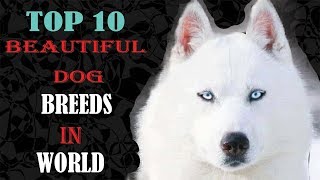 Top Ten Most Beautiful Dog Breeds In The World by Dog Lover planet 124 views 6 years ago 2 minutes, 22 seconds