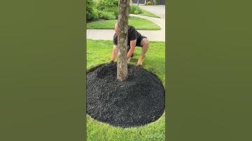 How To Mulch A Tree