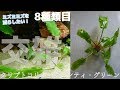 【水草】クリプトコリネ・ウェンティ・グリーン導入！砂に植える事で、酸素を行き渡らせミズミミズを抑えたい【ふぶきテトラ】