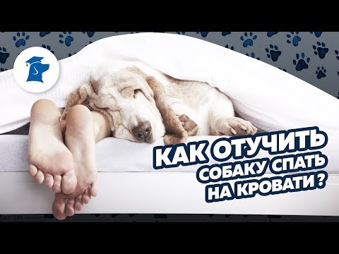 Как отучить собаку спать на кровати?