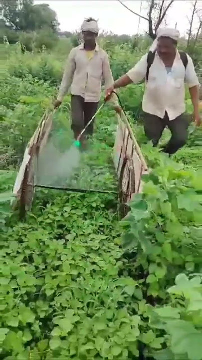 #cotton #spraying #glyphosate #herbicide #agriculture