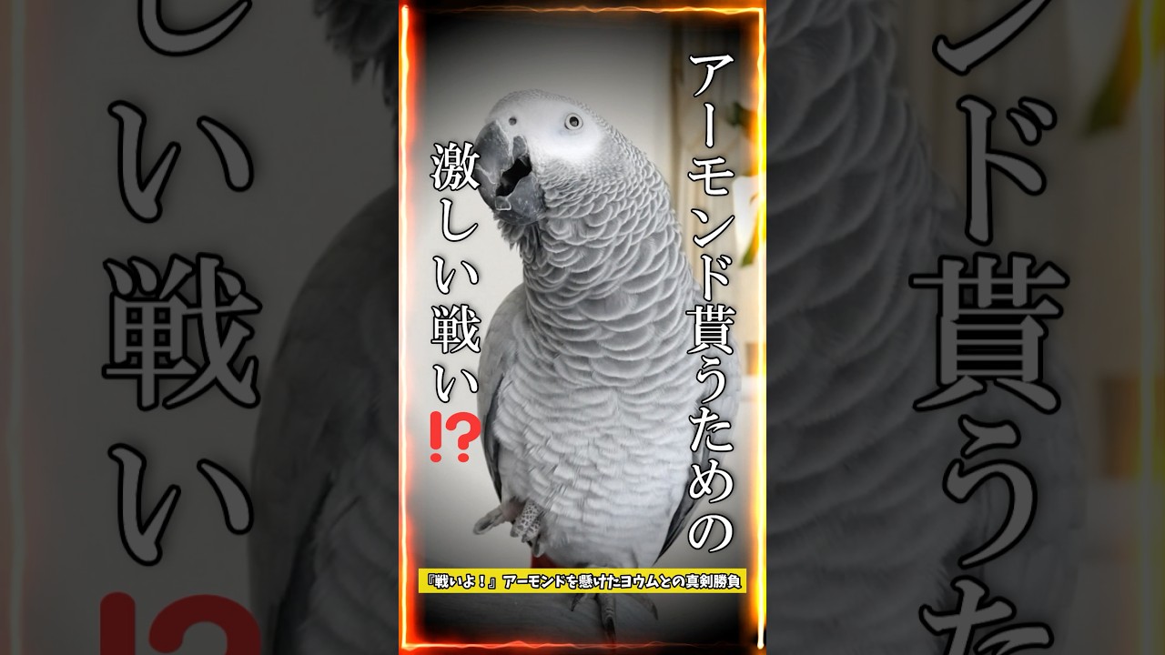 『戦いよ！』アーモンドを懸けたヨウムとの真剣勝負#shorts #ヨウム #ヨウムのめいちゃん #じゃんけん #アーモンド #parrot