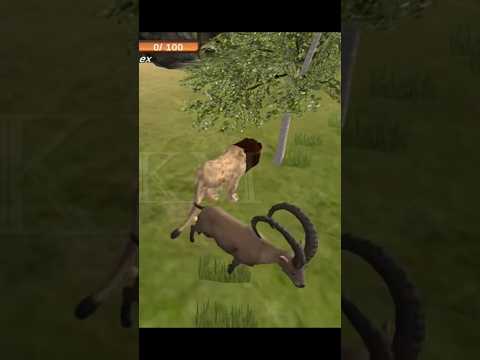 Wild Lion Family Simulator _ Become a Deadly Lion Stalking Wild Zebra | Rkm Gaming |