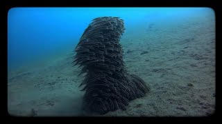 Полосатые угрехвостые сомы / Striped eel catfish