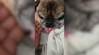 Most Amazing Funny Pet Videos | Cutest Pet Stuff